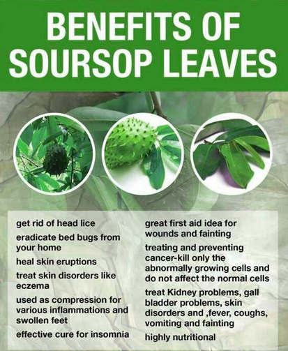The Most Important Benefits of Soursop Leaf